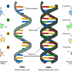 Pogil dna structure and replication