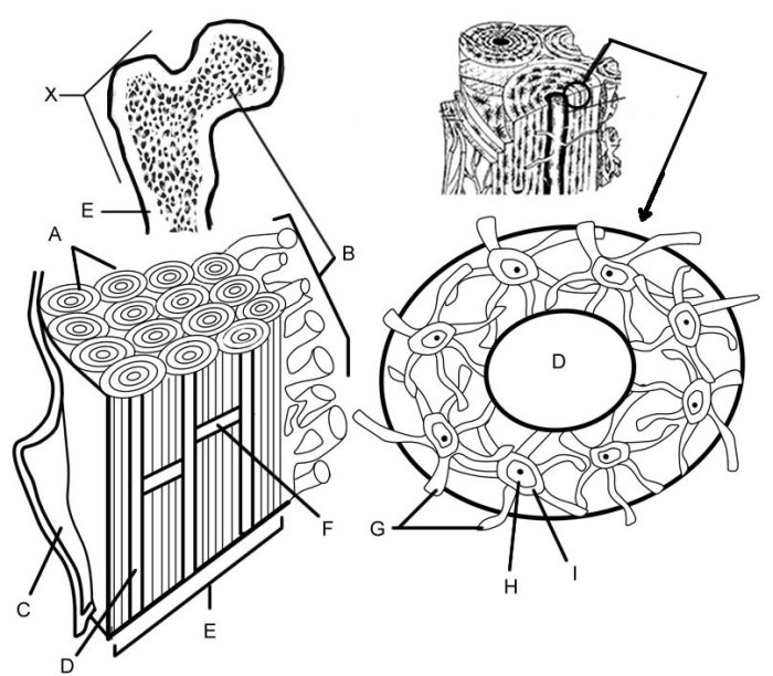 Bone matrix coloring answer key