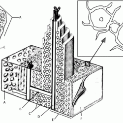 Bone matrix coloring answer key