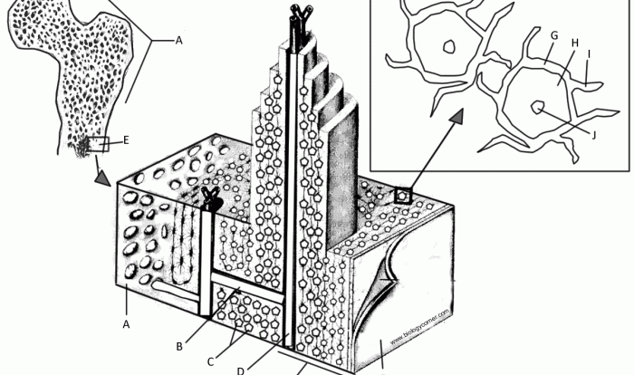 Bone matrix coloring answer key