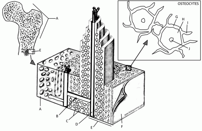 Bone matrix coloring answer key