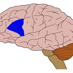 Brain area linked to speech crossword