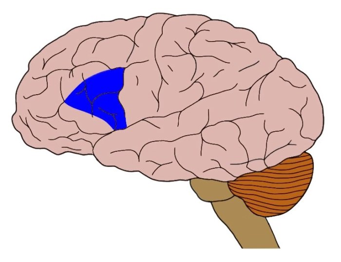 Brain area linked to speech crossword