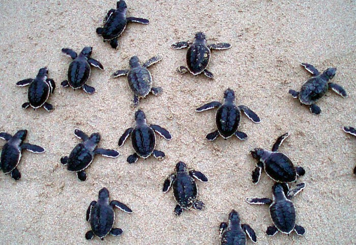 Sea turtles turtle species endangered marine life