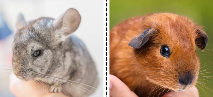 Can chinchillas and guinea pigs live together