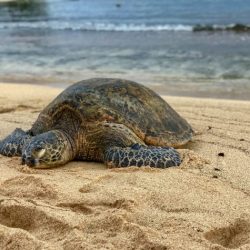 Turtles endangered saving tourism cancun