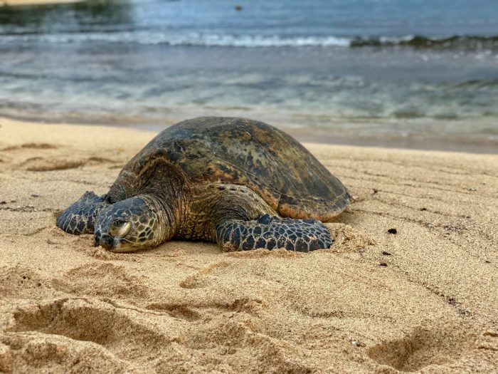 Turtles endangered saving tourism cancun