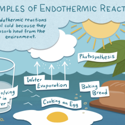 Endotherms endothermic examples warm jotscroll thermoregulation