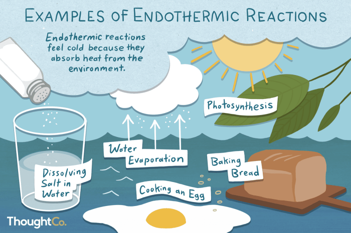 Endotherms endothermic examples warm jotscroll thermoregulation