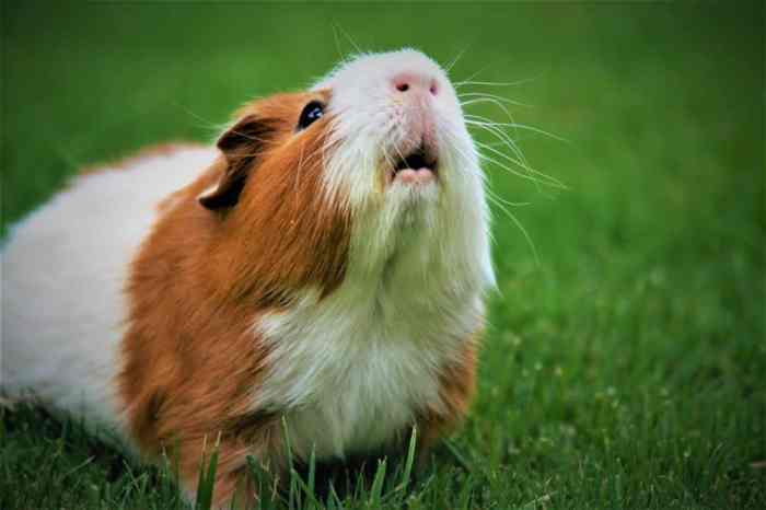 Can chinchillas and guinea pigs live together