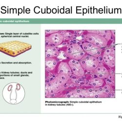 Label the tissues and structures on the histology slide