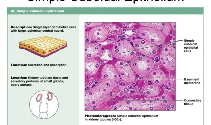 Label the tissues and structures on the histology slide