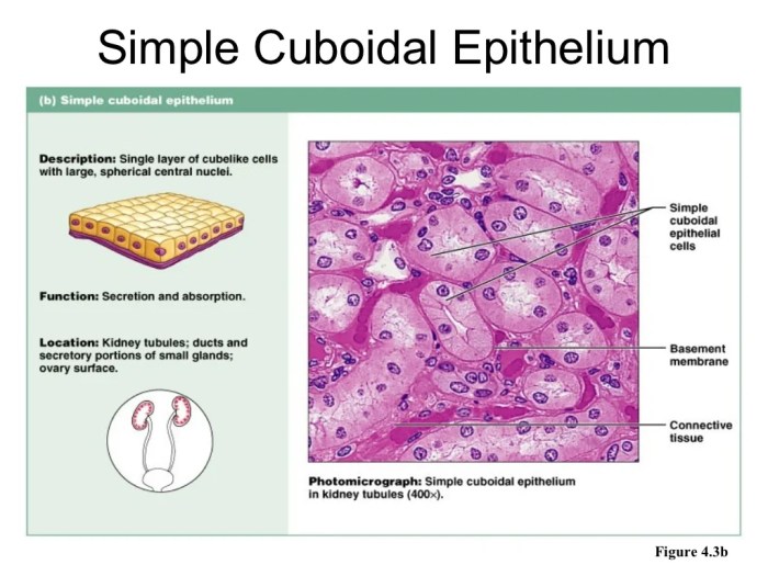 Label the tissues and structures on the histology slide